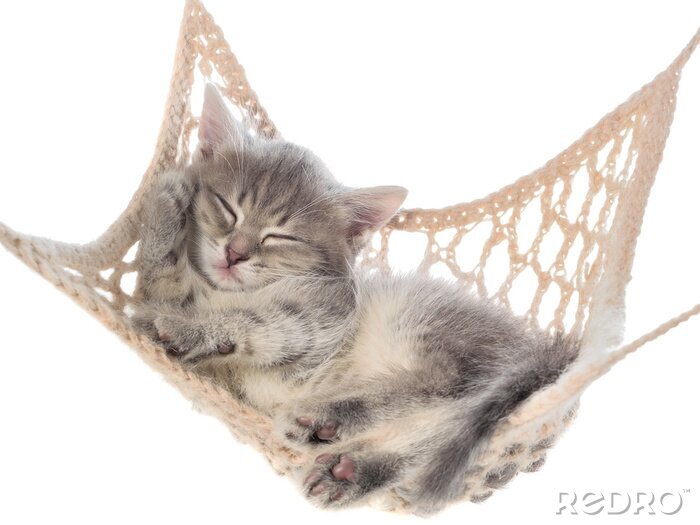 Fototapete Schlafende Kätzchen auf einer Hängematte