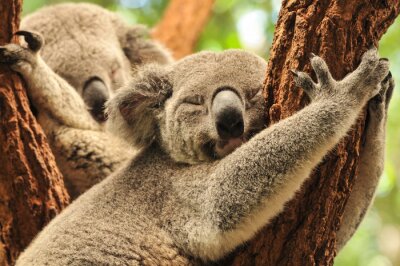 Schlafende Koalabären auf Bäumen in Australien