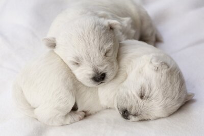 Fototapete Schlafende Tiere auf weißem Hintergrund