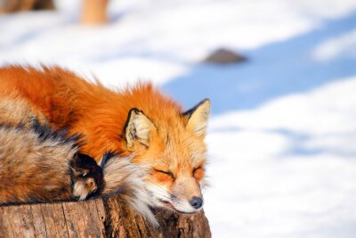 Fototapete Schlafender Fuchs auf Holz