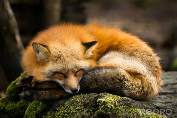 Fototapete Schlafender Fuchs auf Stein