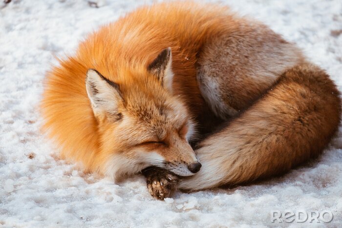 Fototapete Schlafender japanischer Fuchs