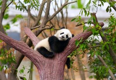 Schlafender Panda auf einem Baum