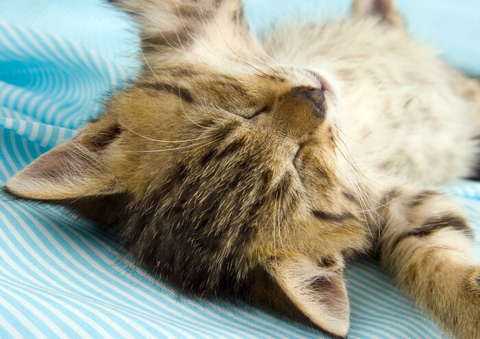 Fototapete Schlafendes Tier auf blauem Hintergrund