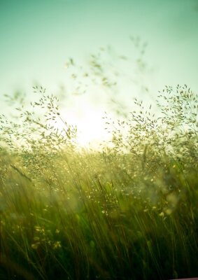 Fototapete Schlanke Gräser wiegen sich im Wind