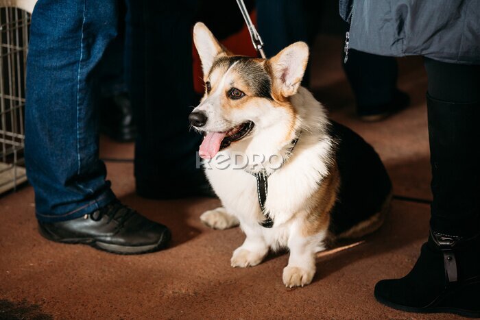 Fototapete Schließen Sie herauf Portrait des jungen lustigen walisischen Corgi-Hundes