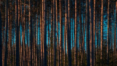 Fototapete Schmale hohe Bäume im Wald