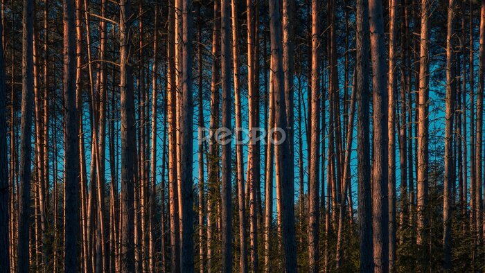 Fototapete Schmale hohe Bäume im Wald