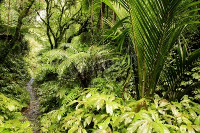Fototapete Schmaler Pfad durch den Dschungel