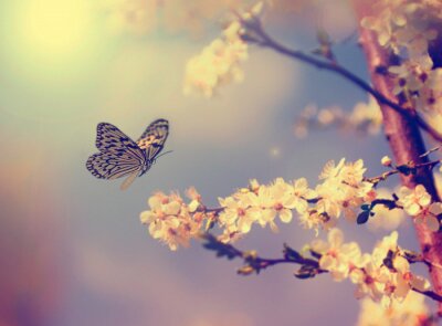 Fototapete Schmetterling am blühenden Baum