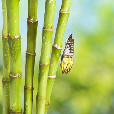 Fototapete Schmetterling auf Bambus