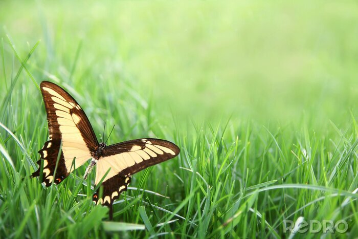 Fototapete Schmetterling auf dem Gras sitzend