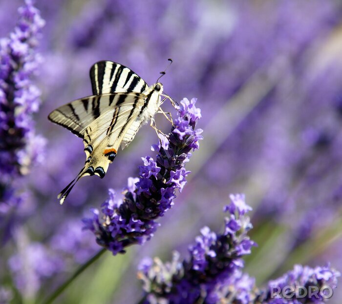 Fototapete Schmetterling auf den Lavendelblüten