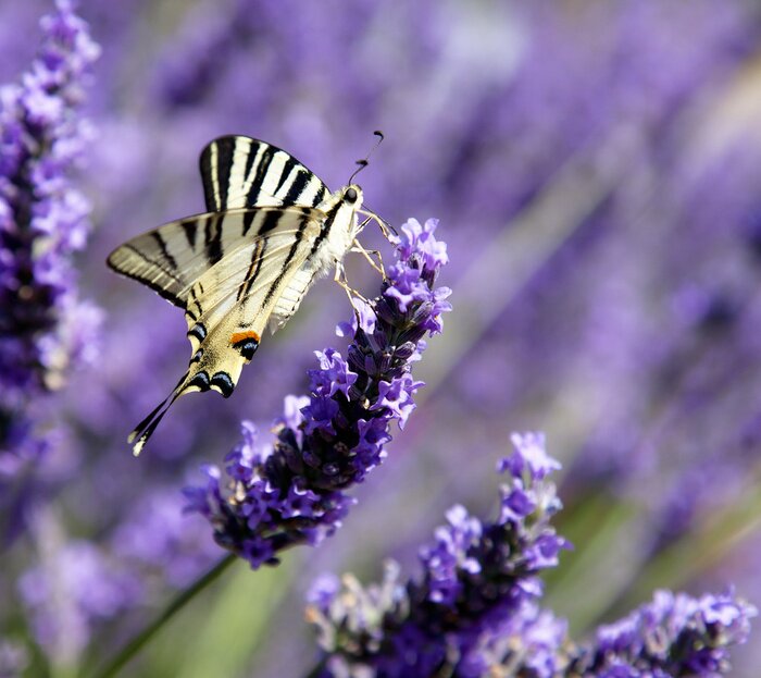 Fototapete Schmetterling auf den Lavendelblüten