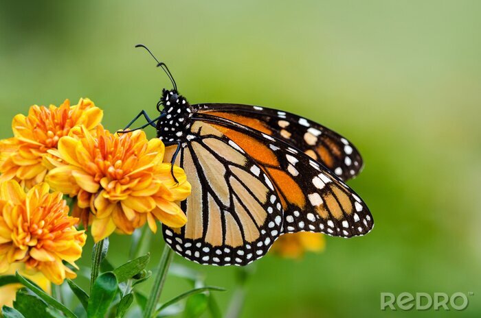 Fototapete Schmetterling auf einer Blume