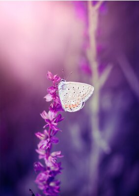 Fototapete Schmetterling auf einer violetten Blume