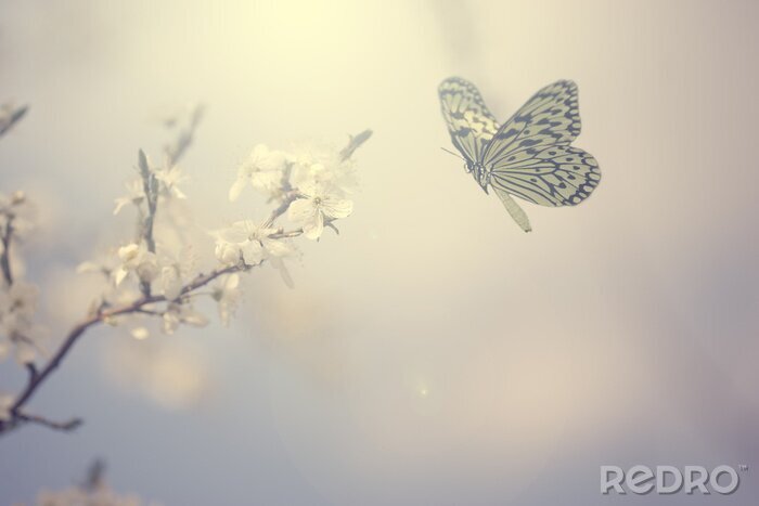 Fototapete Schmetterling auf grauem Hintergrund