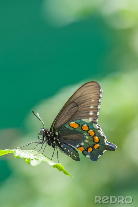 Fototapete Schmetterling auf grünem Hintergrund