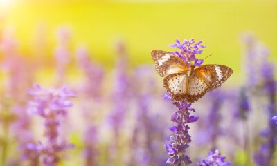 Schmetterling auf Lavendel