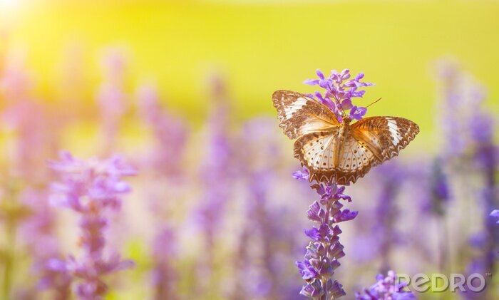Fototapete Schmetterling auf Lavendel