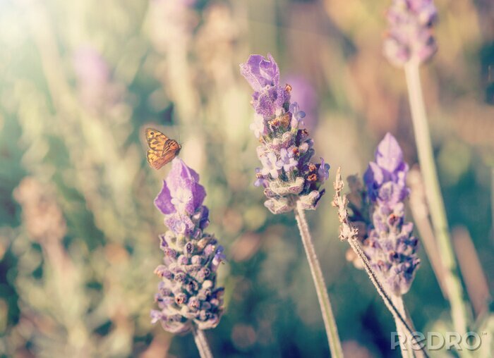 Fototapete Schmetterling auf Lavendel sitzend