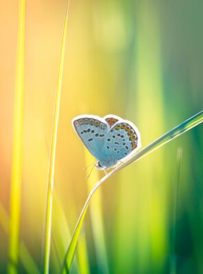 Fototapete Schmetterling auf verschwommenem Hintergrund