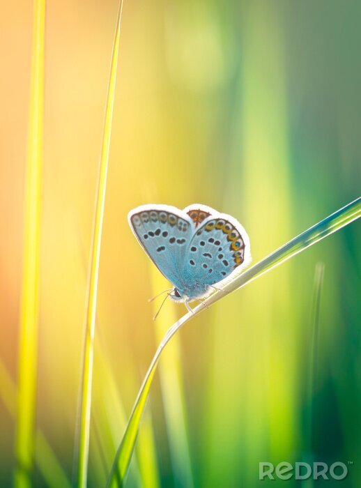 Fototapete Schmetterling auf verschwommenem Hintergrund