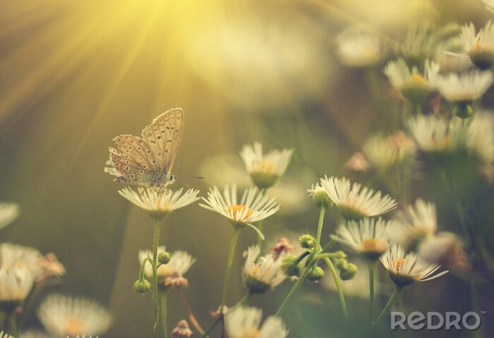 Fototapete Schmetterling Blume und Sonne