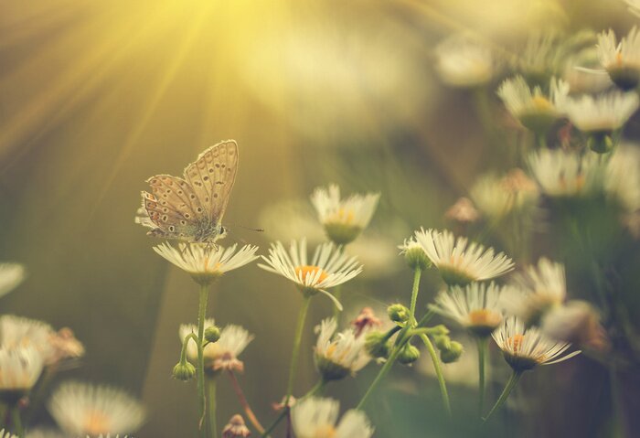 Fototapete Schmetterling Blume und Sonne