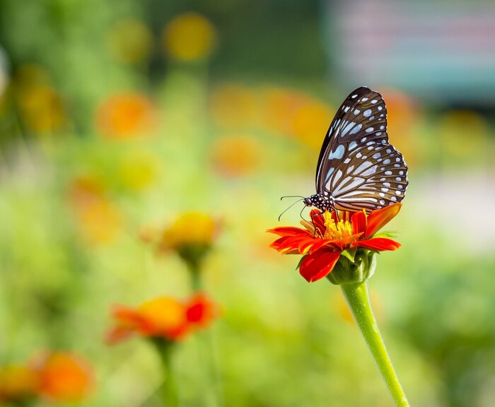 Fototapete Schmetterling im Grünen