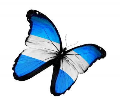Fototapete Schmetterling in den Farben Argentiniens