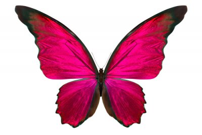 Fototapete Schmetterling in gesättigten Farben