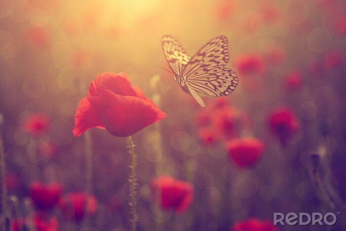Fototapete Schmetterling inmitten von Mohnblumen