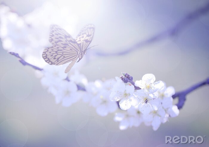 Fototapete Schmetterling inmitten weißer Blumen