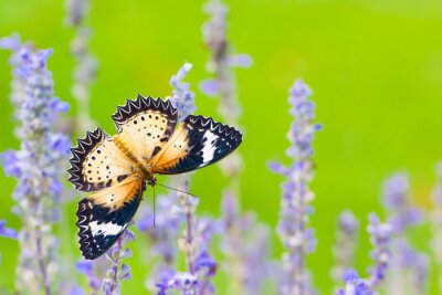 Schmetterling mit Lavendel auf grünem Hintergrund