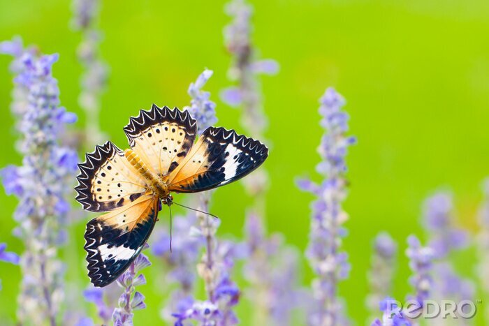 Fototapete Schmetterling mit Lavendel auf grünem Hintergrund