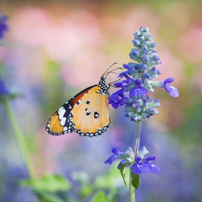 Schmetterling sammelt Nektar