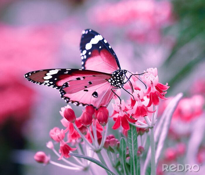 Fototapete Schmetterling und Blumen 3D