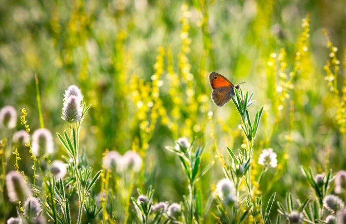 Fototapete Schmetterling und Blumen auf der Wiese