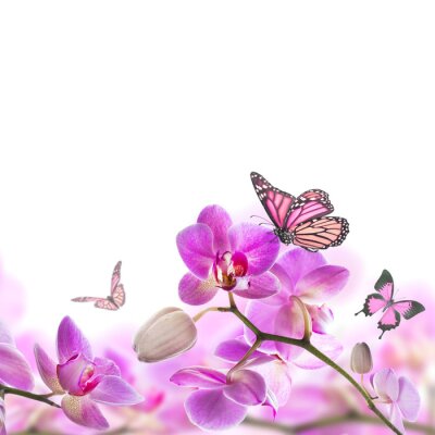 Fototapete Schmetterling und Orchideen bunte