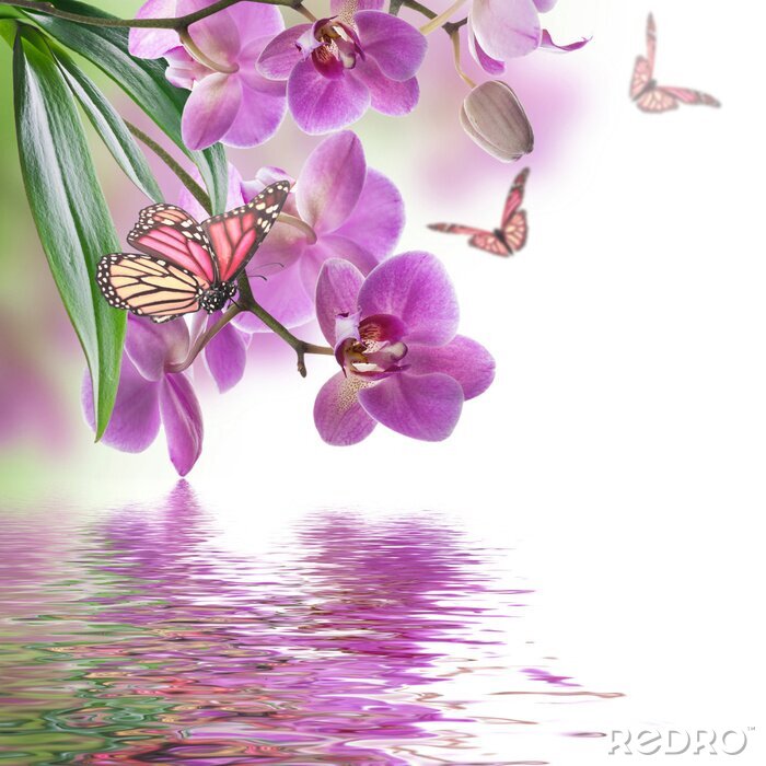 Fototapete Schmetterling und Orchideen über Wasser