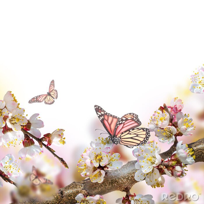 Fototapete Schmetterling vor dem Hintergrund von Frühlingsblumen