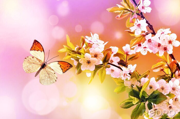 Fototapete Schmetterling zwischen rosa Blumen