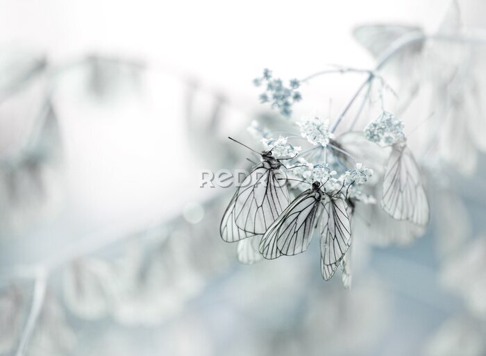 Fototapete Schmetterlinge auf einer weißen Blume sitzend