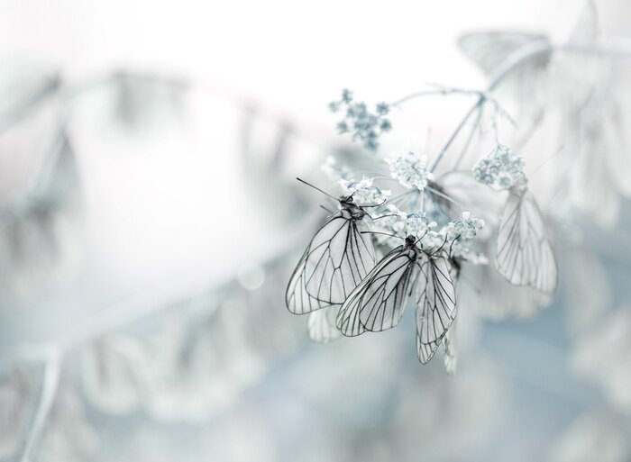 Fototapete Schmetterlinge auf einer weißen Blume sitzend