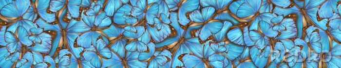 Fototapete Schmetterlinge Blau