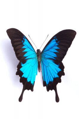Fototapete Schmetterlinge Blau auf weißem Hintergrund