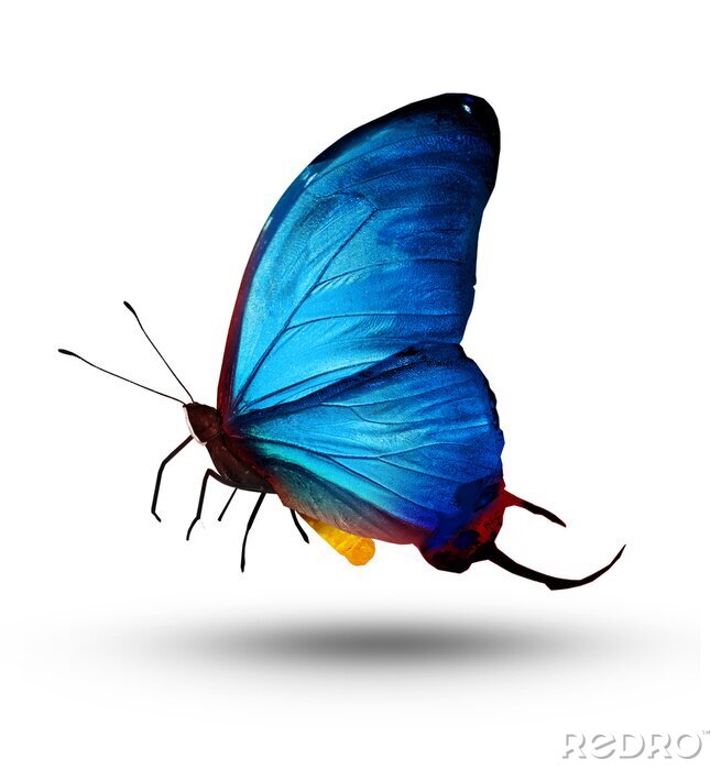 Fototapete Schmetterlinge blau Fliegende