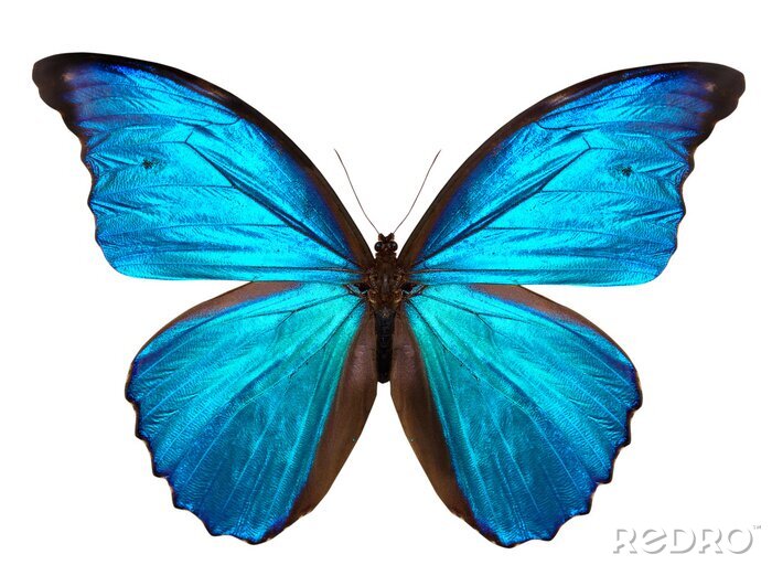 Fototapete Schmetterlinge Blau Tropischer
