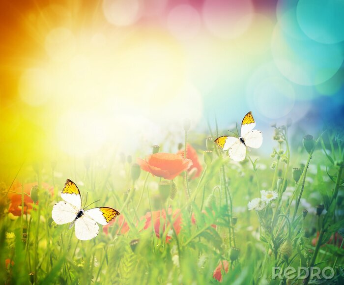 Fototapete Schmetterlinge Regenbogen und Blumen